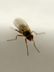 Heleomyzidae