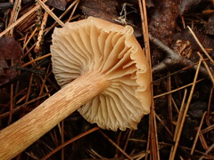 Laccaria bicolor