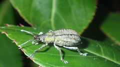 Entiminae