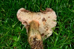 Hypomyces lateritius