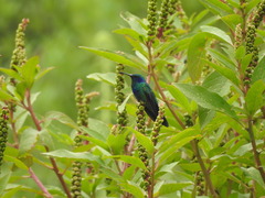 Colibri thalassinus