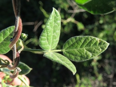 Rhynchosia schlechteri