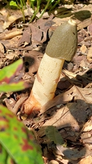 Phallus ravenelii