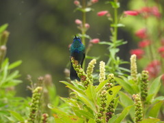 Colibri thalassinus