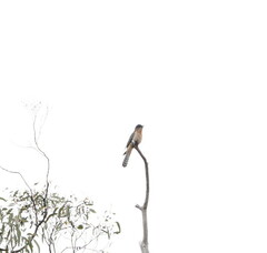 Cacomantis flabelliformis