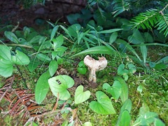 Hypomyces lateritius