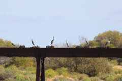 Egretta novaehollandiae