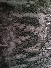 Lecidella elaeochroma