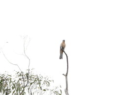 Cacomantis flabelliformis