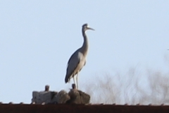 Egretta novaehollandiae