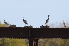 Egretta novaehollandiae