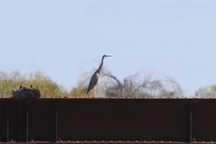 Egretta novaehollandiae