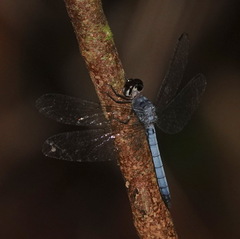 Tyriobapta kuekenthali