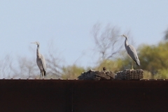 Egretta novaehollandiae