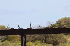 Egretta novaehollandiae