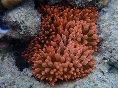 Entacmaea quadricolor