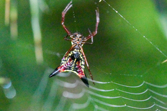 Micrathena sagittata