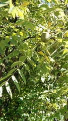 Juglans nigra