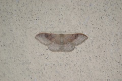 Idaea degeneraria