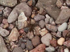 Lycosinae