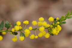 Acacia acinacea