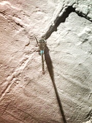 Anax parthenope