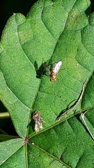 Condylostylus caudatus