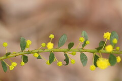 Acacia acinacea