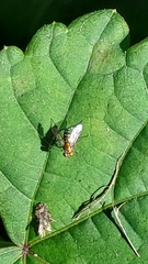 Condylostylus caudatus