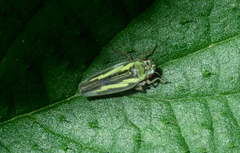 Cicadellidae