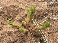 Portulaca halimoides