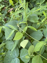 Amphicarpaea bracteata