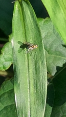 Condylostylus caudatus