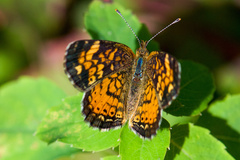 Phyciodes cocyta
