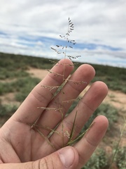 Sporobolus flexuosus