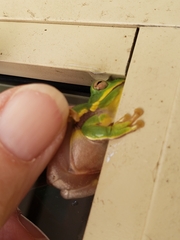 Hyla gratiosa