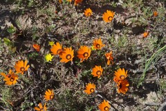Dimorphotheca