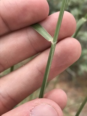 Sporobolus flexuosus