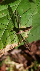 Tipula furca