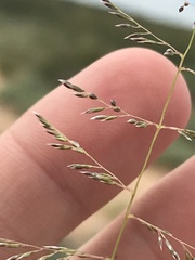 Sporobolus flexuosus