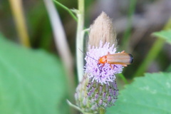 Rhagonycha fulva