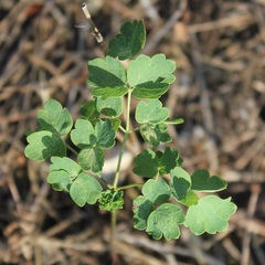 Thalictrum aquilegiifolium