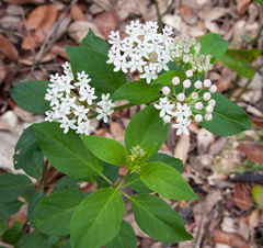 Asclepias texana