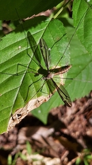 Tipula furca