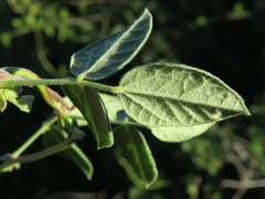 Rhynchosia schlechteri