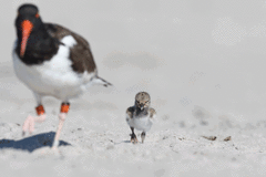 Haematopus palliatus