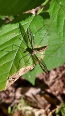 Tipula furca
