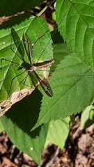 Tipula furca