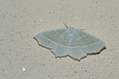 Campaea margaritaria