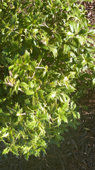 Osmanthus heterophyllus